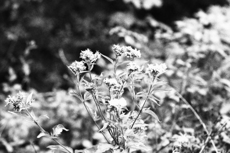 flores blancas y negras