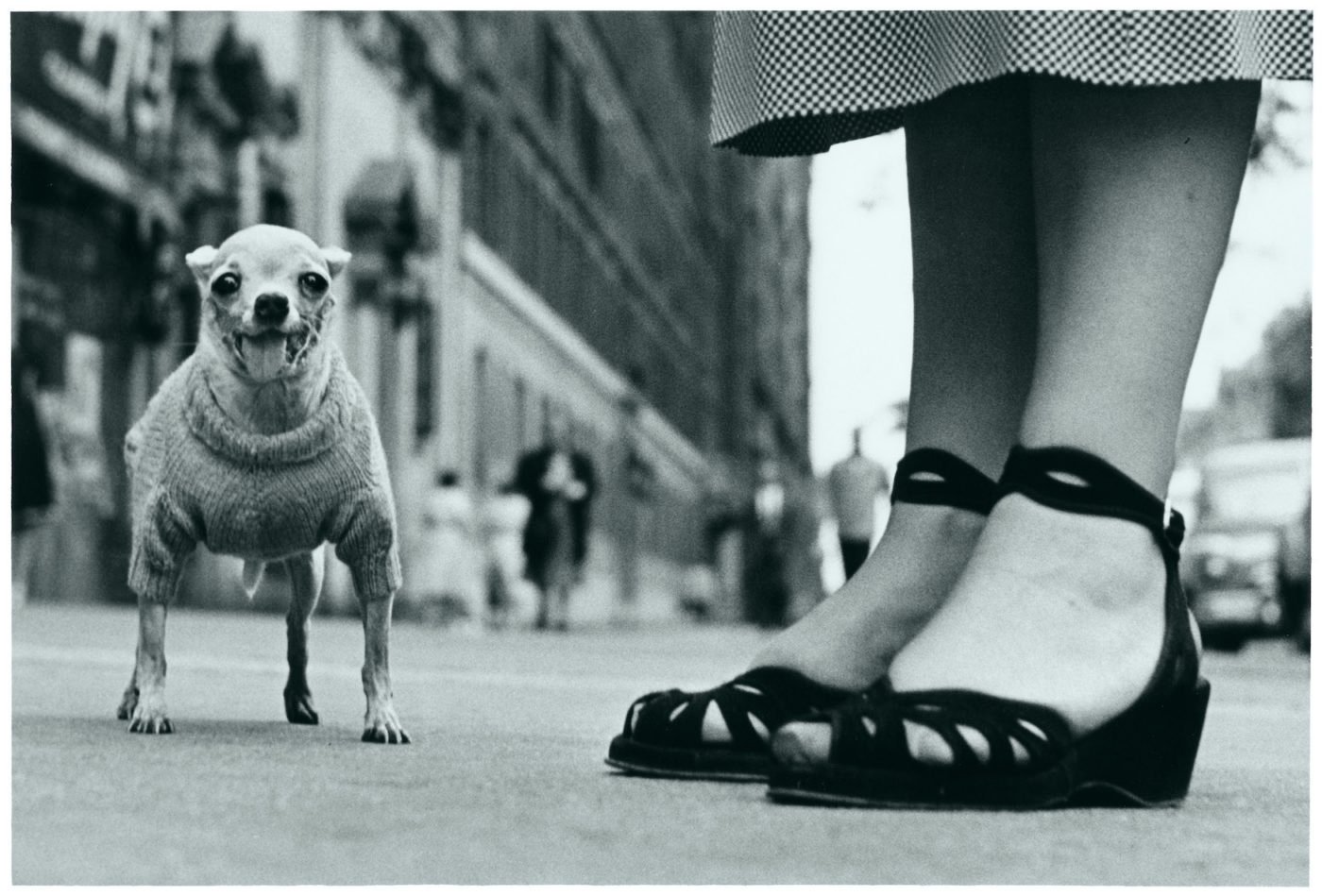 Elliott Erwitt Fotógrafo de zoom