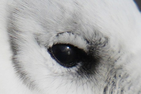100 % zoom en la foto del Sony A7R V