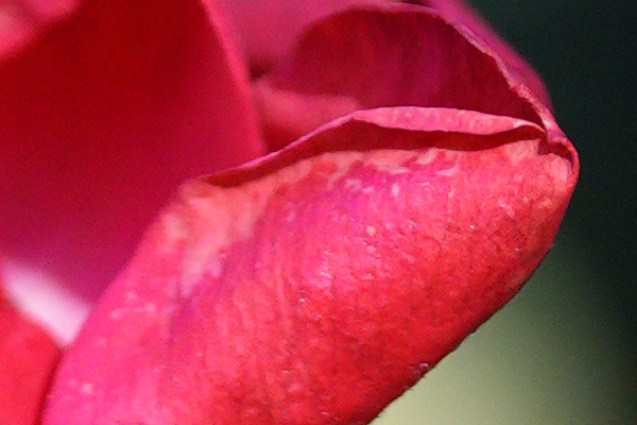 100 % zoom en la foto del Sony A7R V