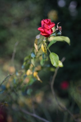Foto del Sony A7R V