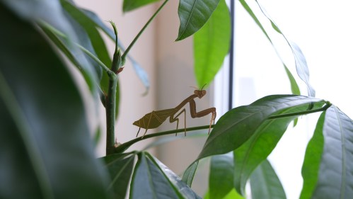 planta