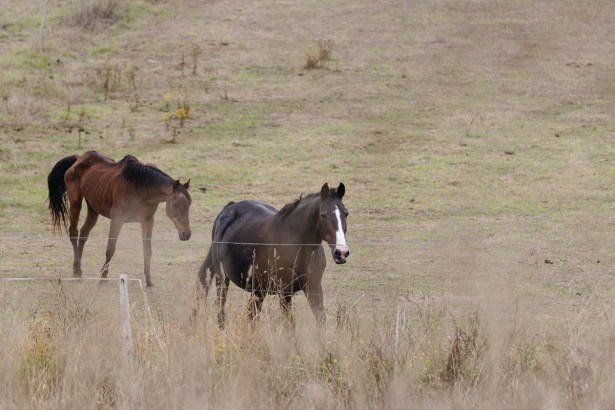 caballos en un prado