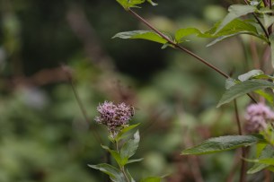 abeja recoge flores