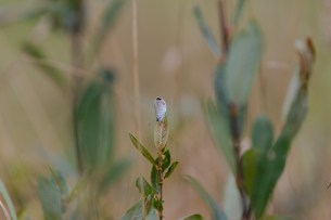 mariposa en una hoja