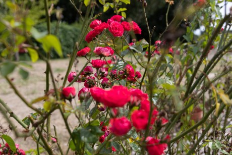 rosas en un jardín