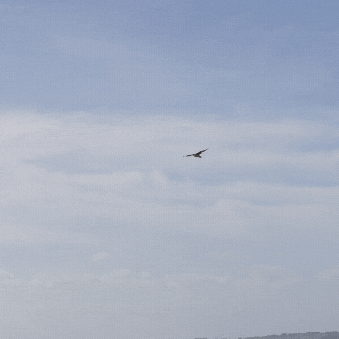 seguido por gaviota