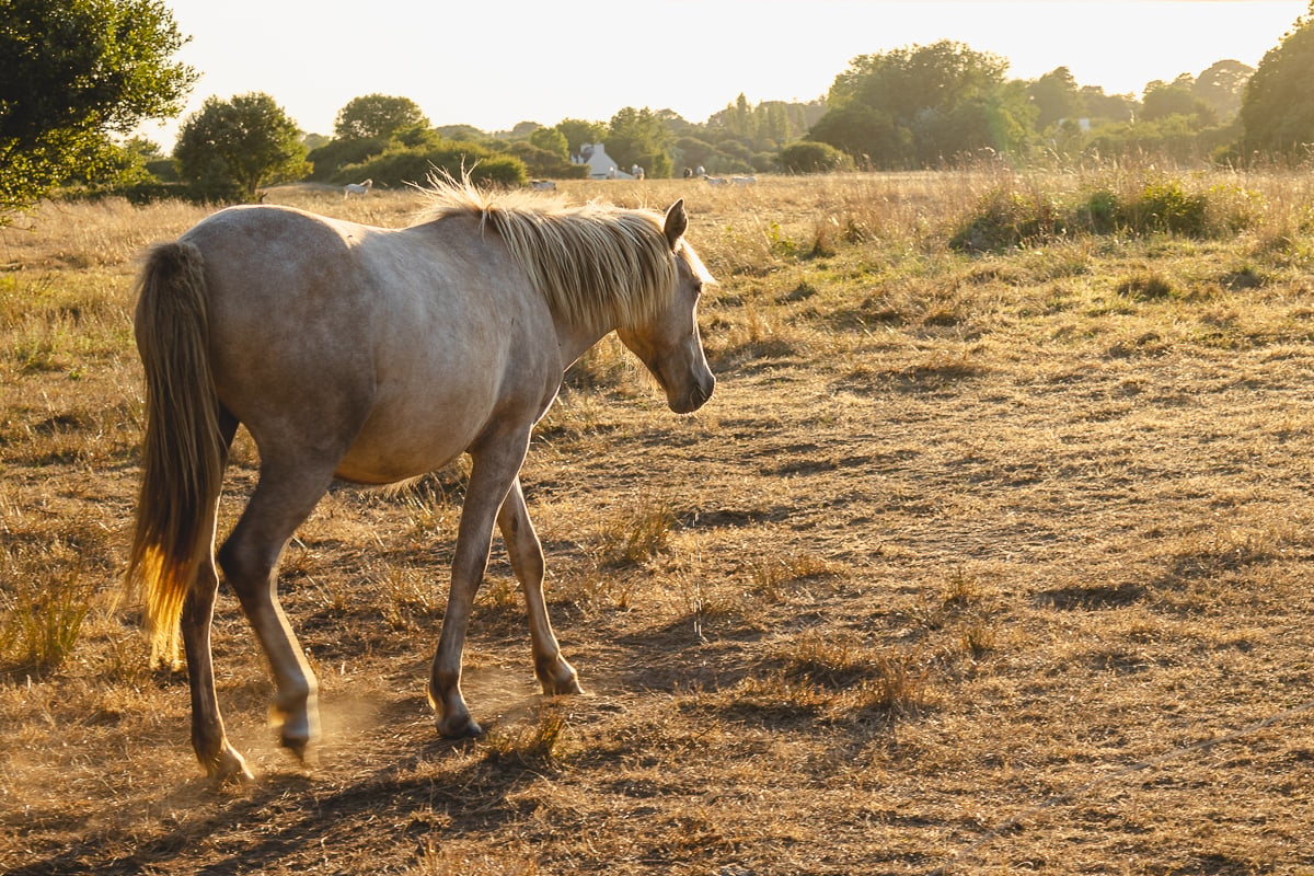 caballo en un prado