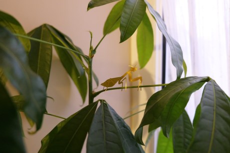 decoración de plantas