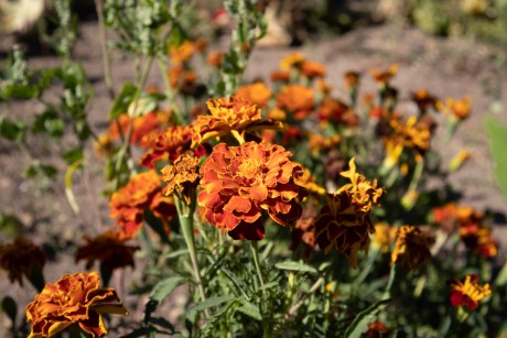 flores en un jardín