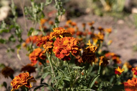 flores en un jardín