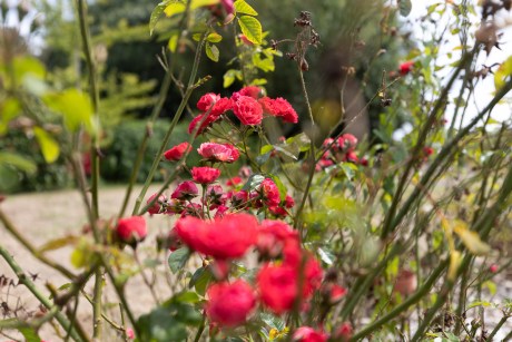 rosas en un jardín