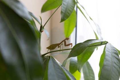 planta