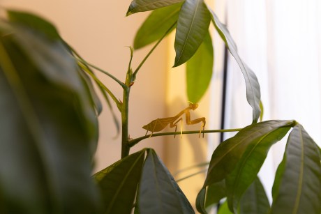 decoración de plantas