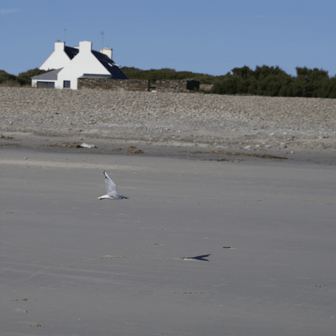 gaviota en la playa