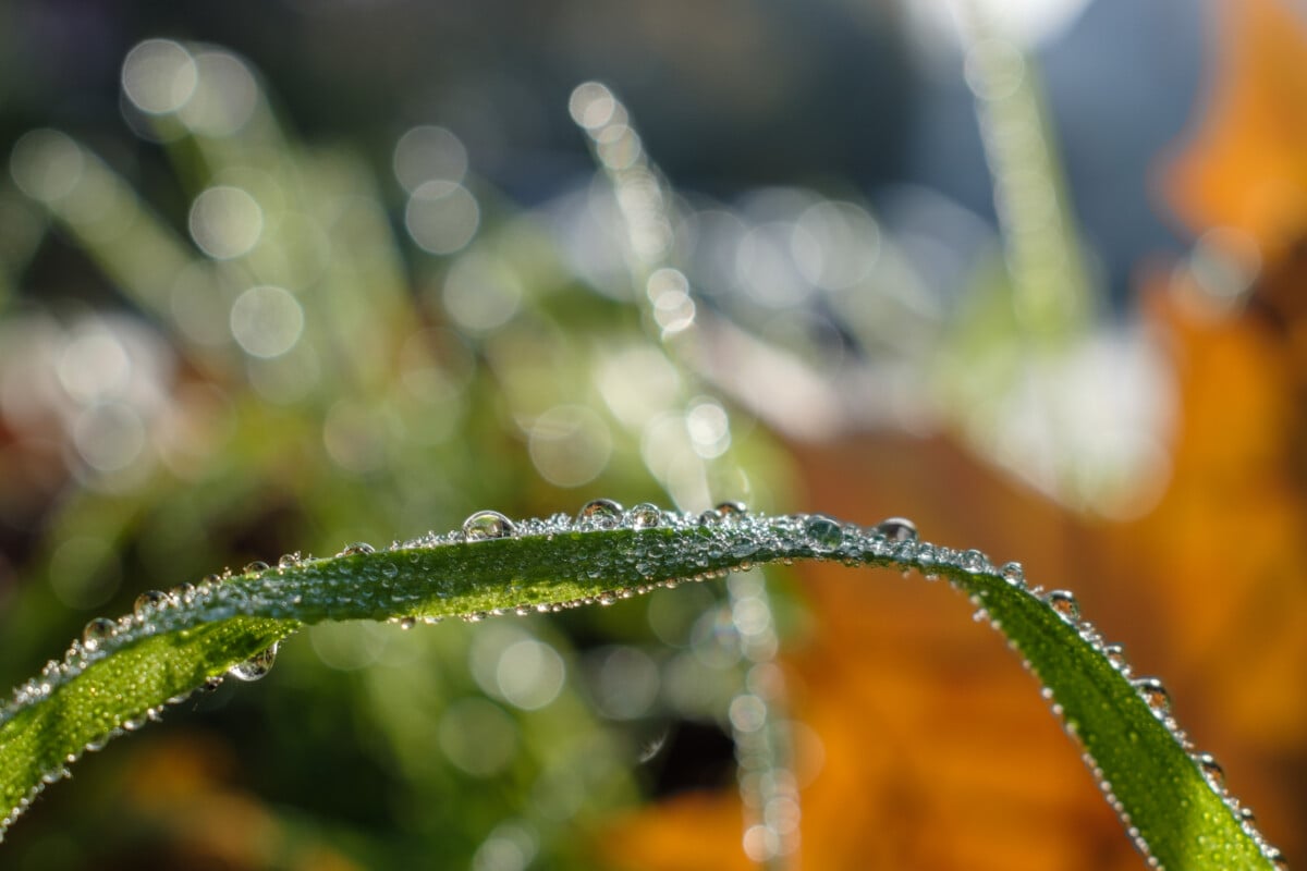 Fujifilm x100 vi
