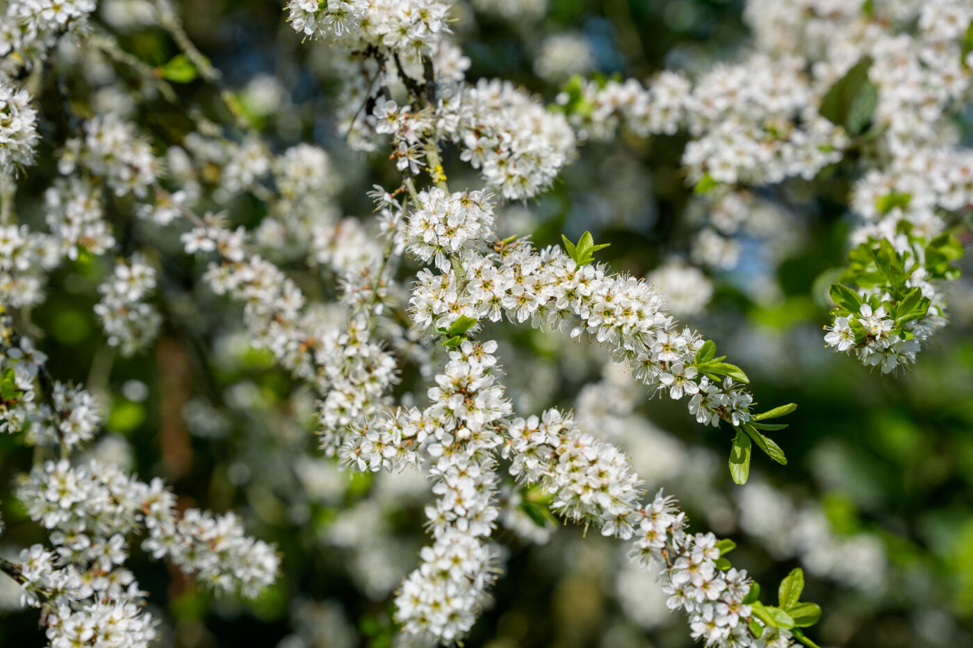 Sony A1 II - FE 50-150 mm f/2 GM - 150 mm - 1/1000 s - ƒ / 5,0 - ISO 100