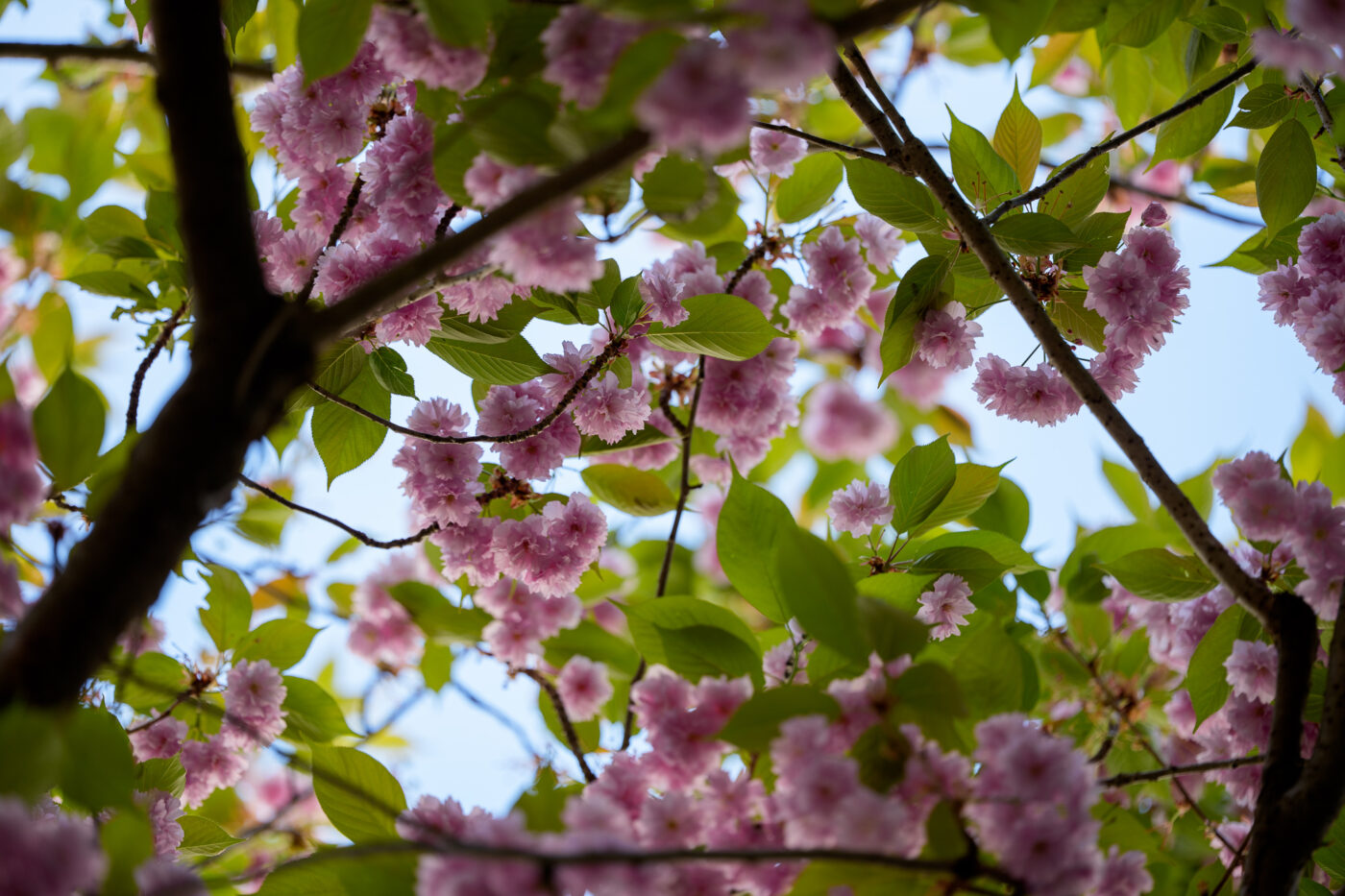 Sony A1 II - FE 50-150 mm f/2 GM - 150 mm - 1/640 s - ƒ / 2,0 - ISO 100