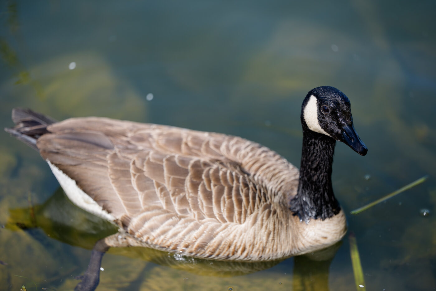 Sony A1 II - FE 50-150 mm f/2 GM - 150 mm - 1/1600 s - ƒ / 2,0 - ISO 100