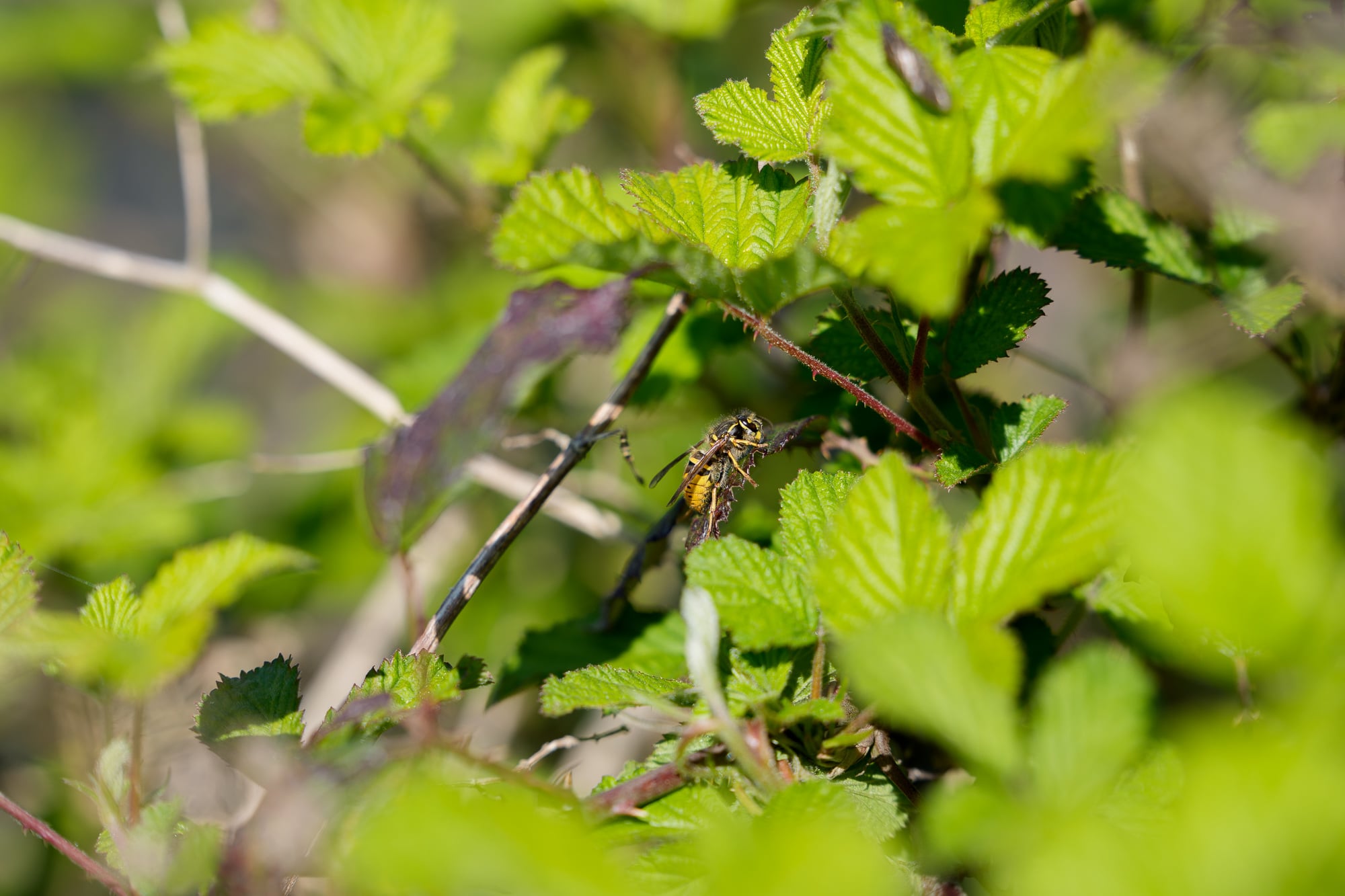 Prueba Sony FE 50-150 mm f/2 GM