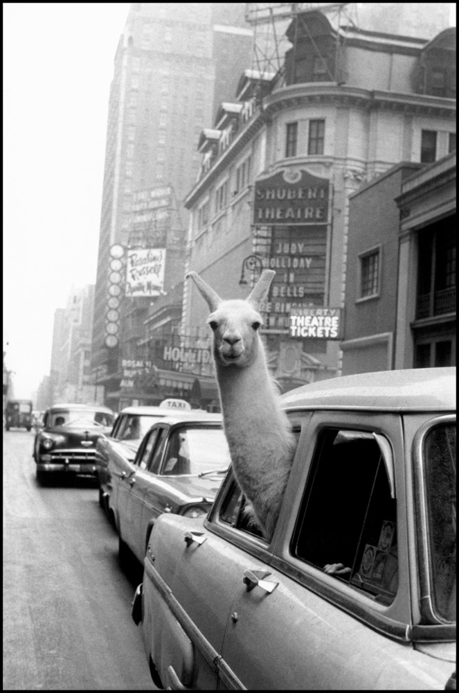 Inge Morath - Fundación Inge Morath - Fotos Magnum - "Estados Unidos, Nueva York, Manhattan, 1957 - Una llama en Time Square"