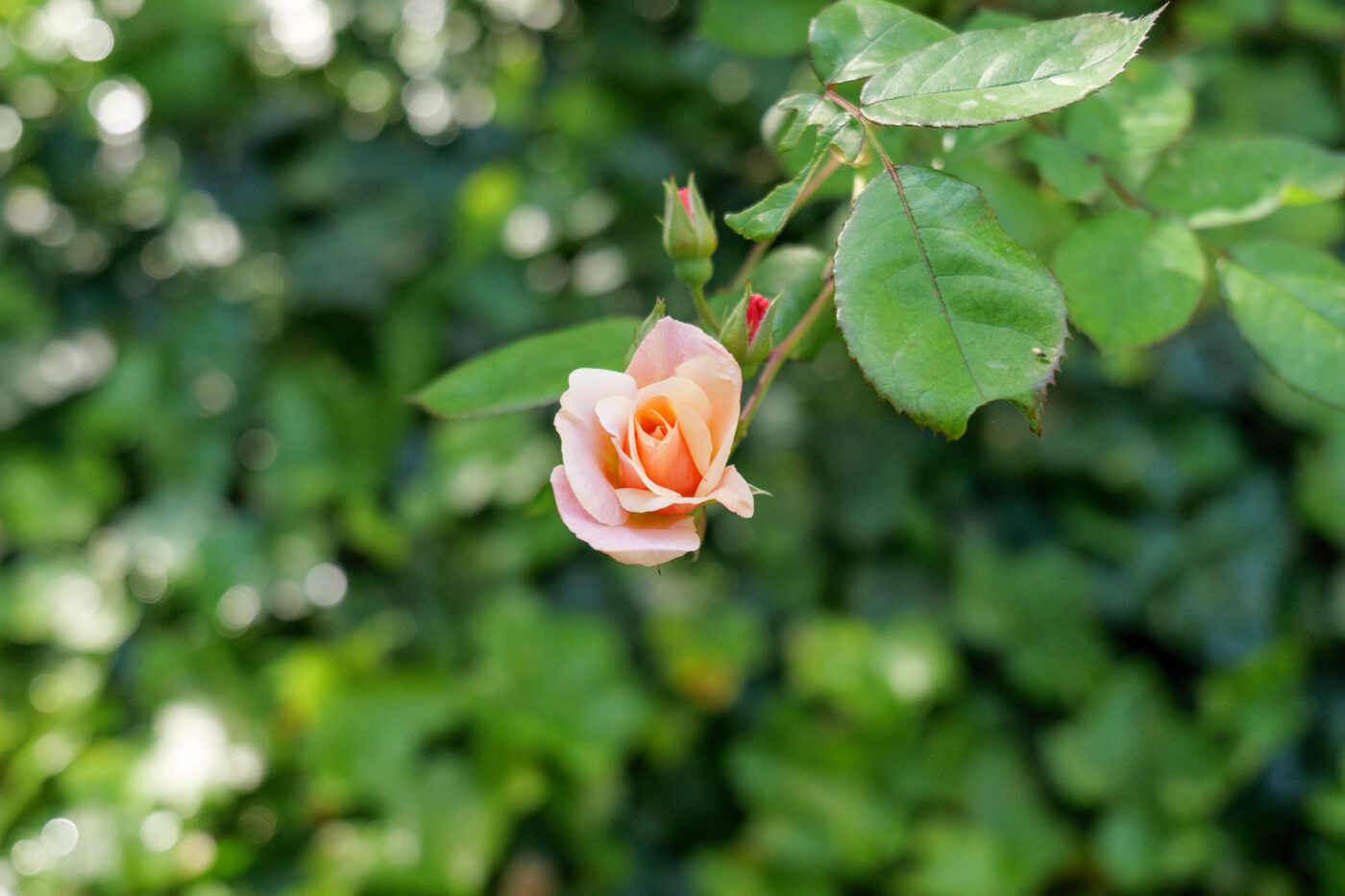 prueba Panasonic Lumix S9