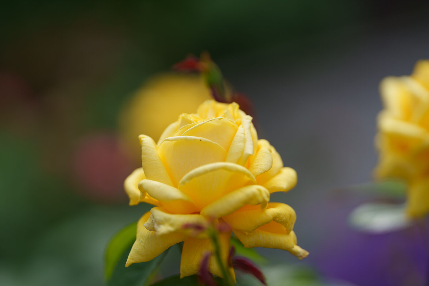 Prueba Viltrox AF 135 mm f/1,8 LAB Phototrend