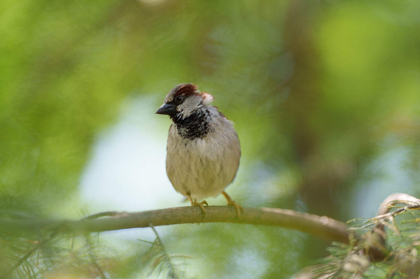 Prueba Viltrox AF 135 mm f/1,8 LAB Phototrend