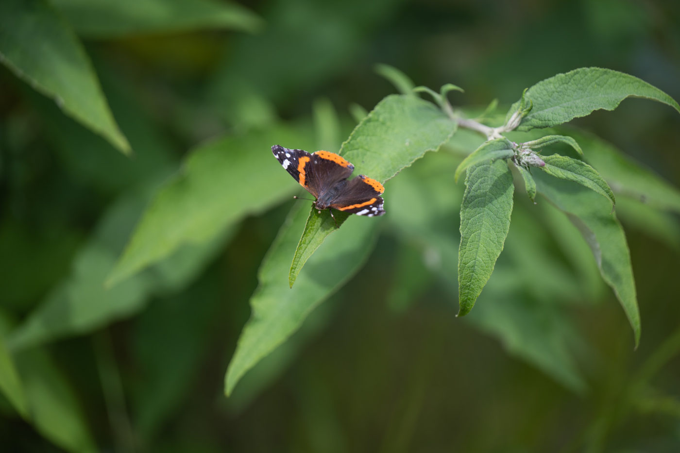 Prueba Phototrend Nikon Z8