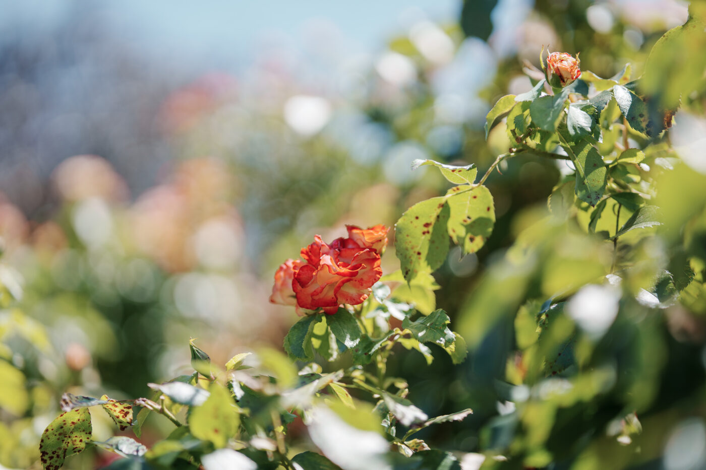 Prueba Samyang AF 85 mm f/1,8 P FE