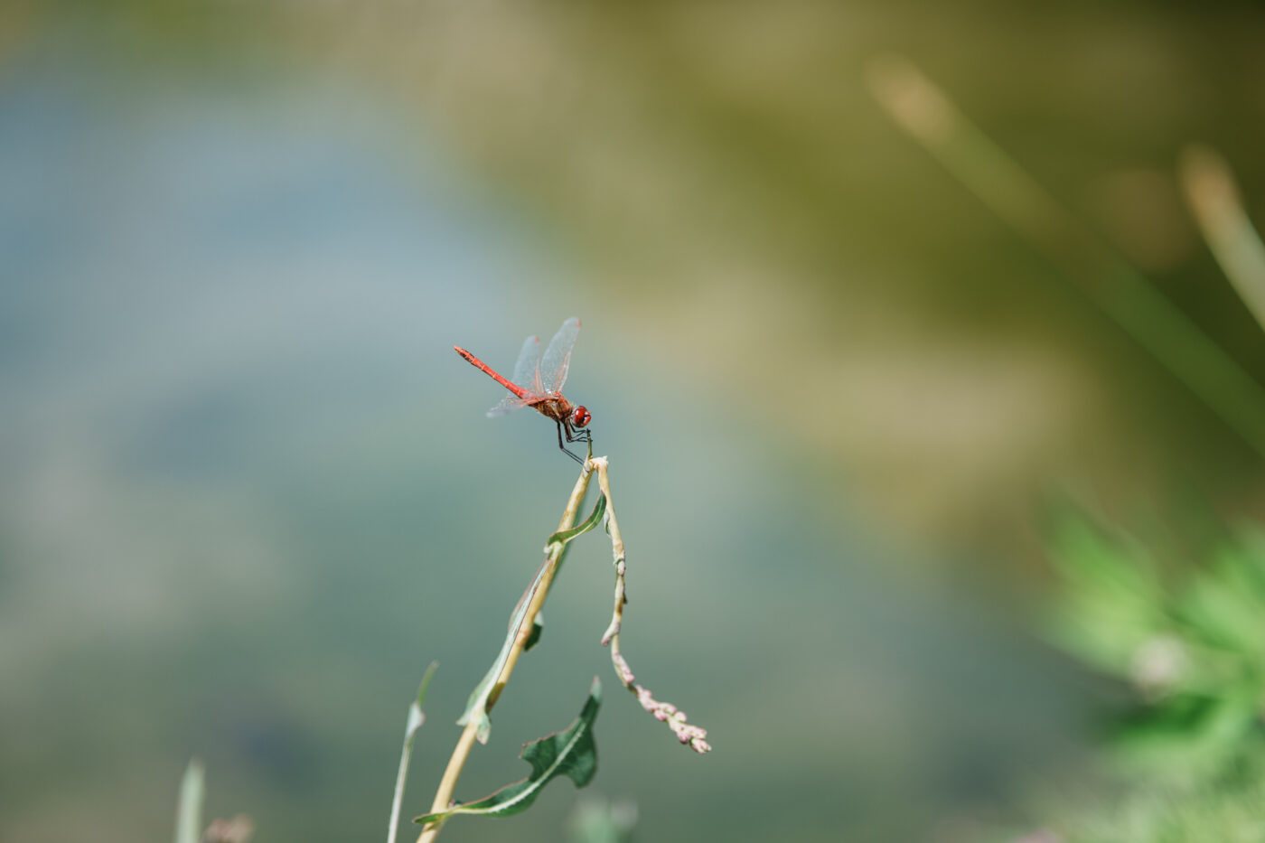 Prueba Samyang AF 85 mm f/1,8 P FE