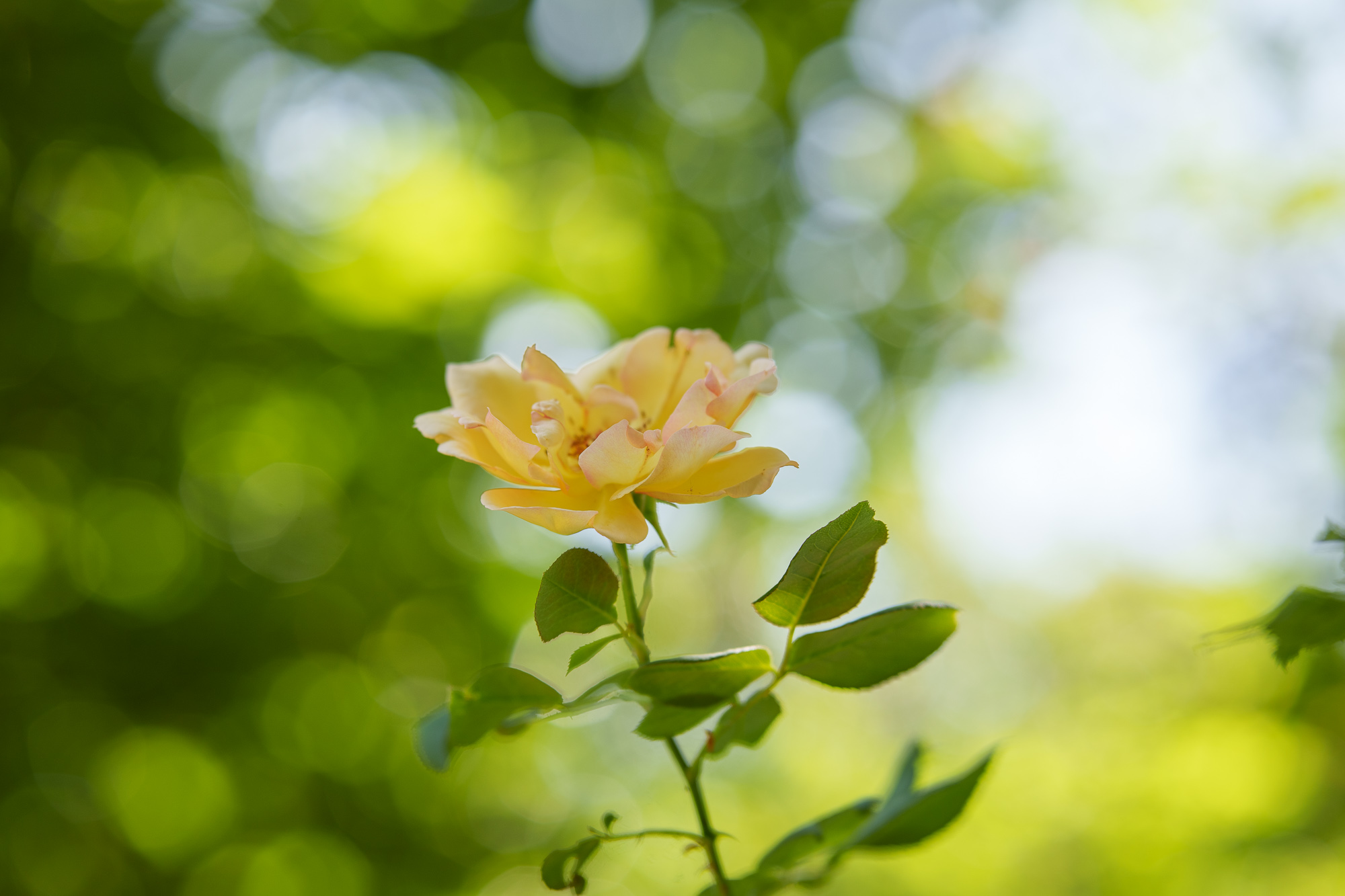 Prueba Samyang AF 85 mm f/1,8 P FE