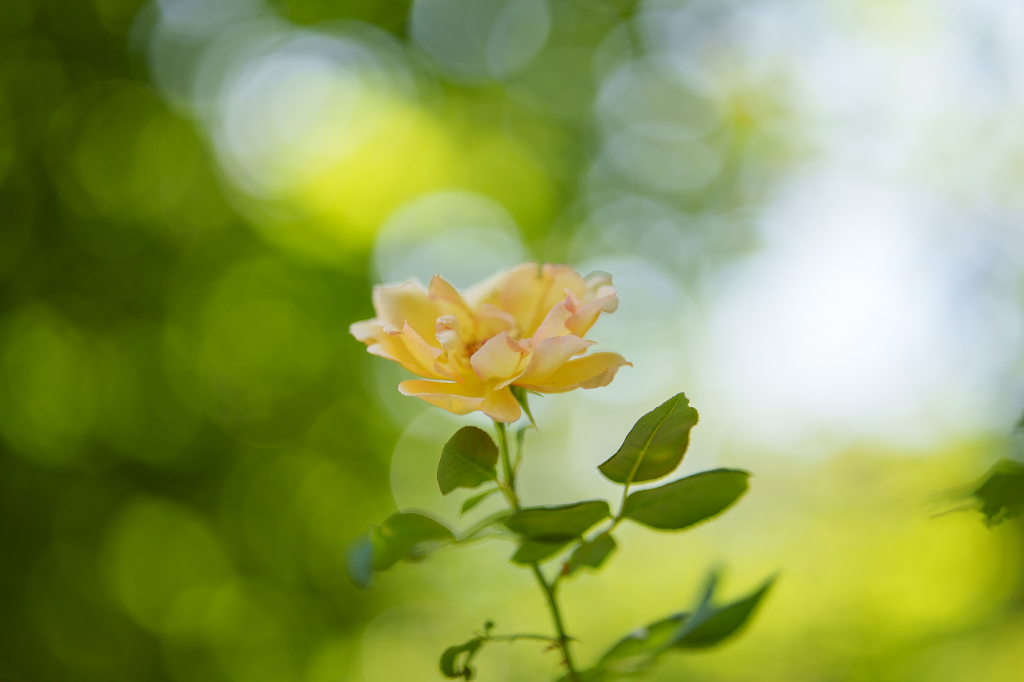 Prueba Samyang AF 85 mm f/1,8 P FE