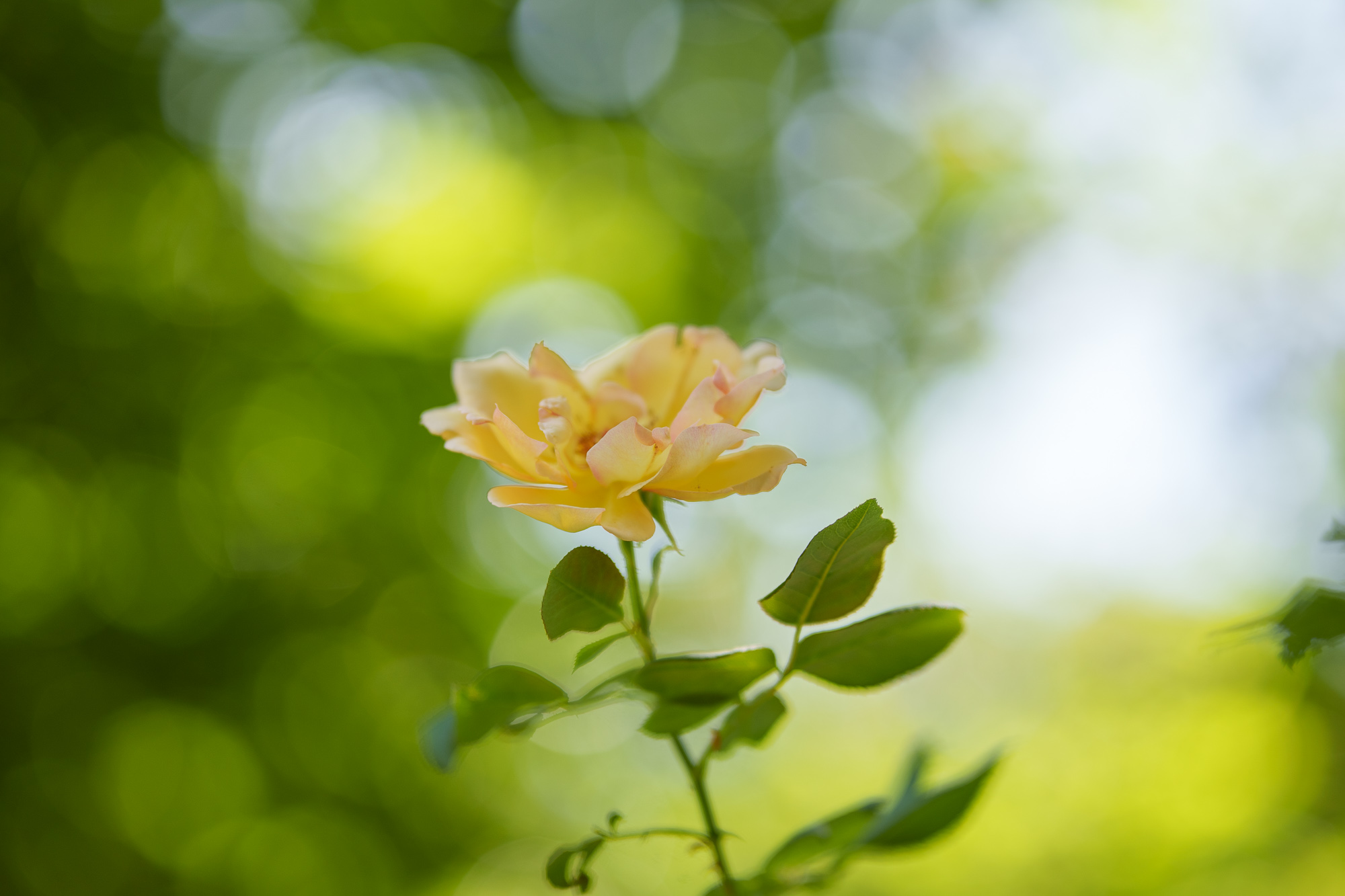 Prueba Samyang AF 85 mm f/1,8 P FE