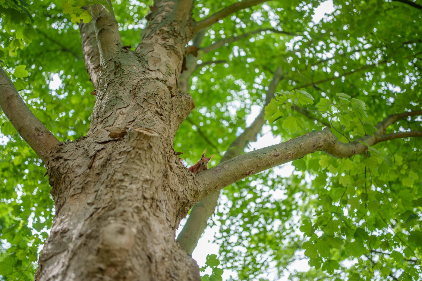 Prueba Viltrox AF 35 mm f/1,2 LAB FE Phototrend