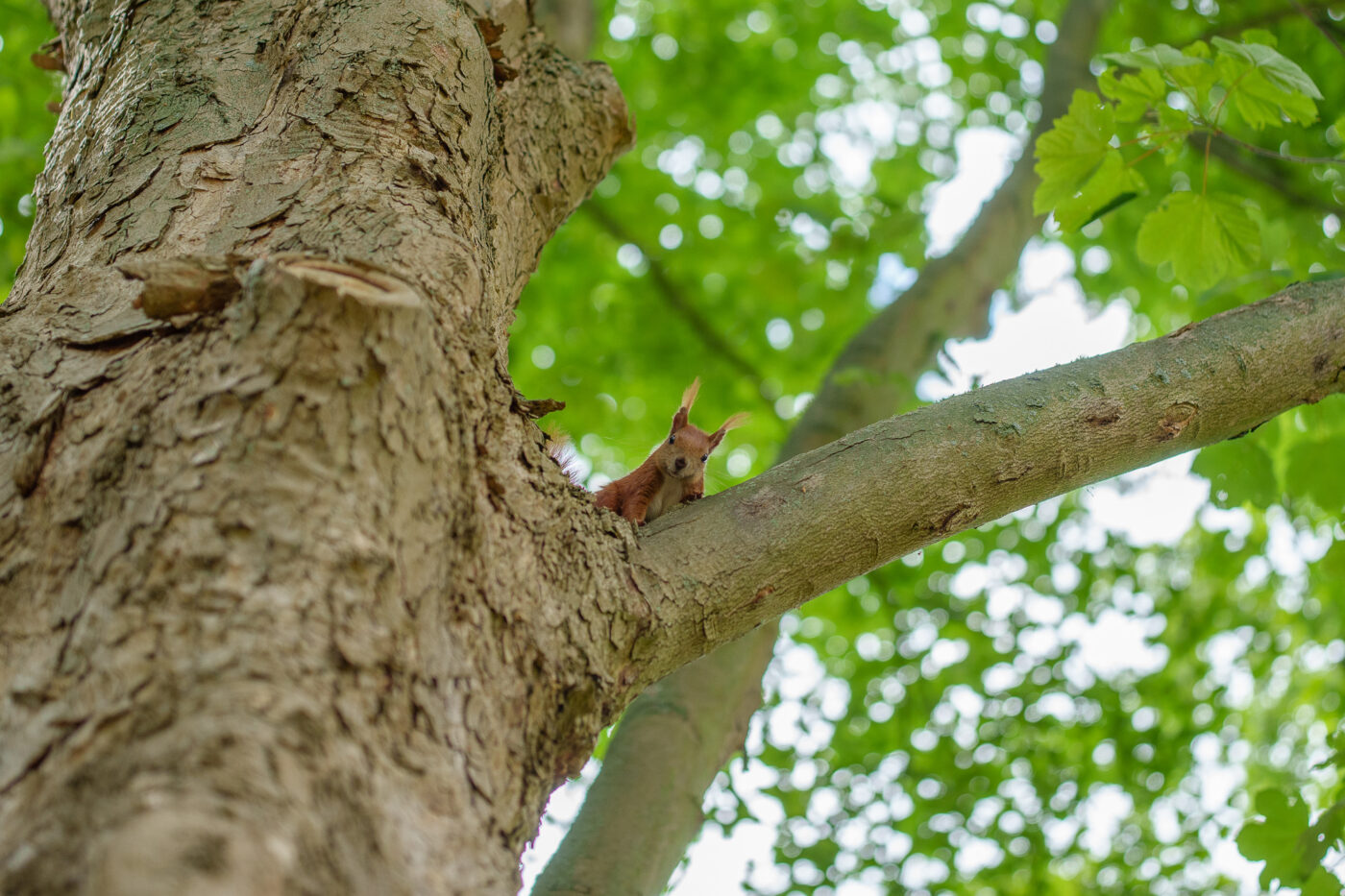 Prueba Viltrox AF 35 mm f/1,2 LAB FE Phototrend